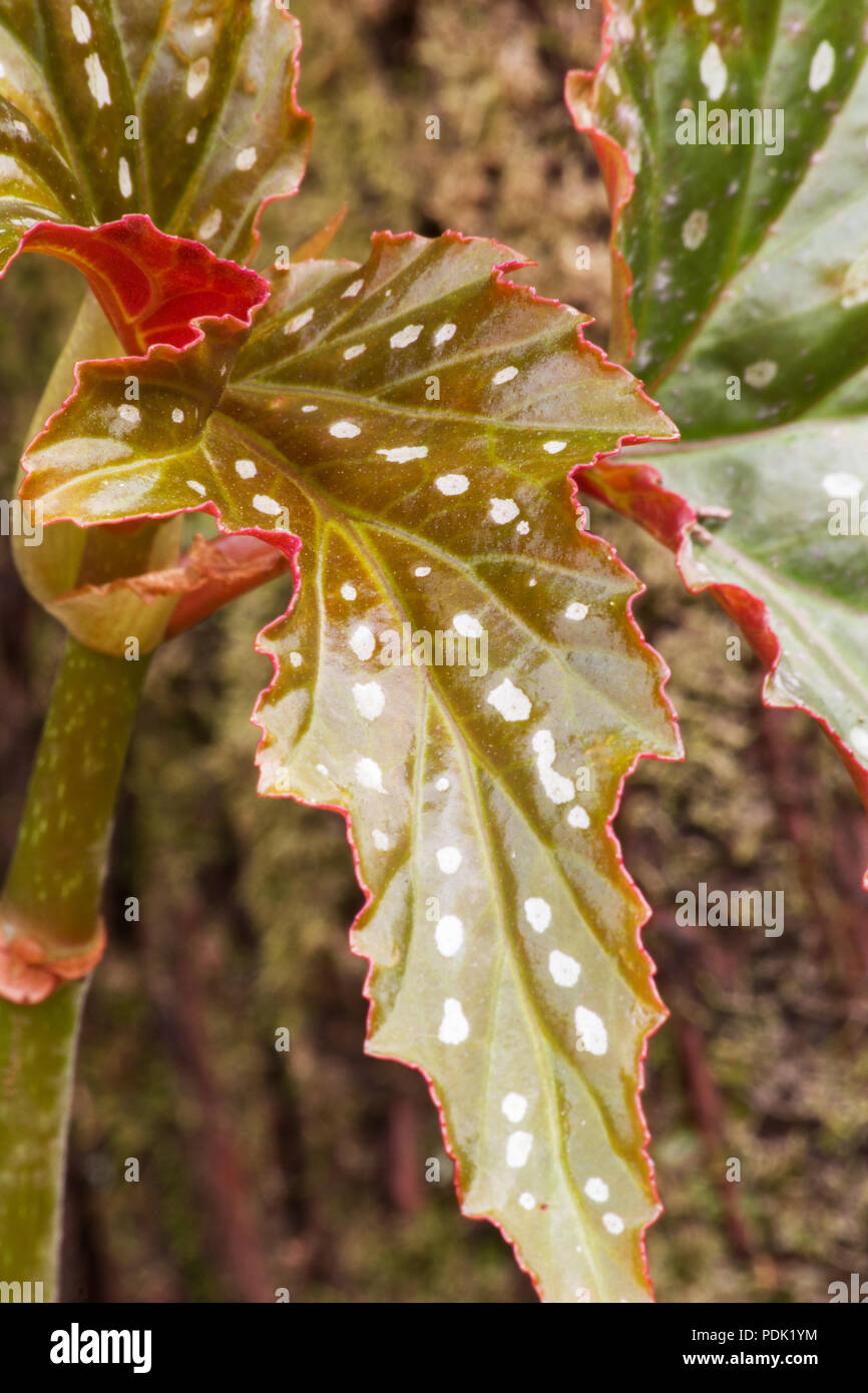 Angel Wing Begonia Junges Blatt auf die natürlichen Hintergrund Stockfoto
