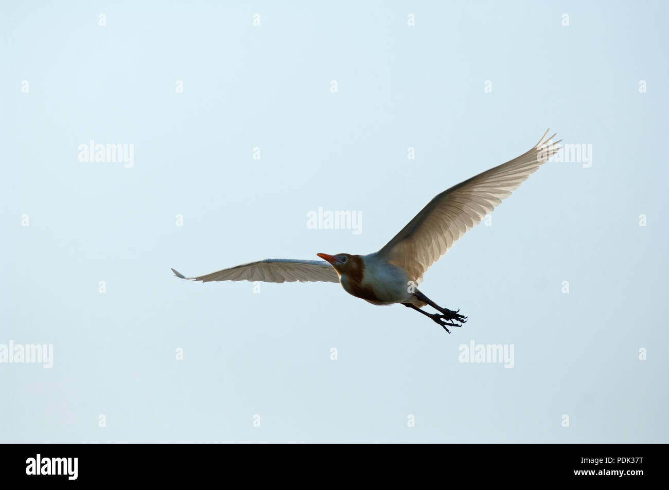 Östlichen Kuhreiher (Bubulcus Ibis Coromandus) - Thailand Stockfoto