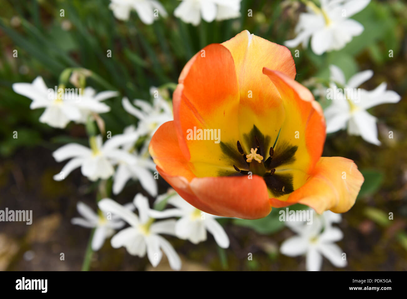 Orange Tulip Ansicht von oben unter white flower bed Stockfoto