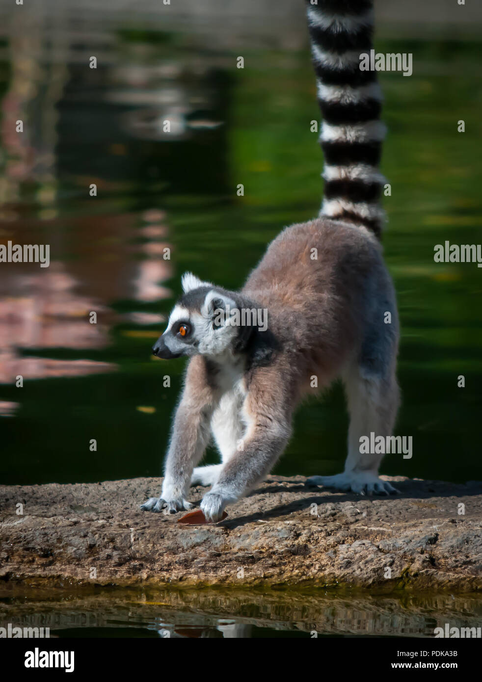 Ring-tailed Lemur, Reflexionen von Flamingos im Wasser Stockfoto