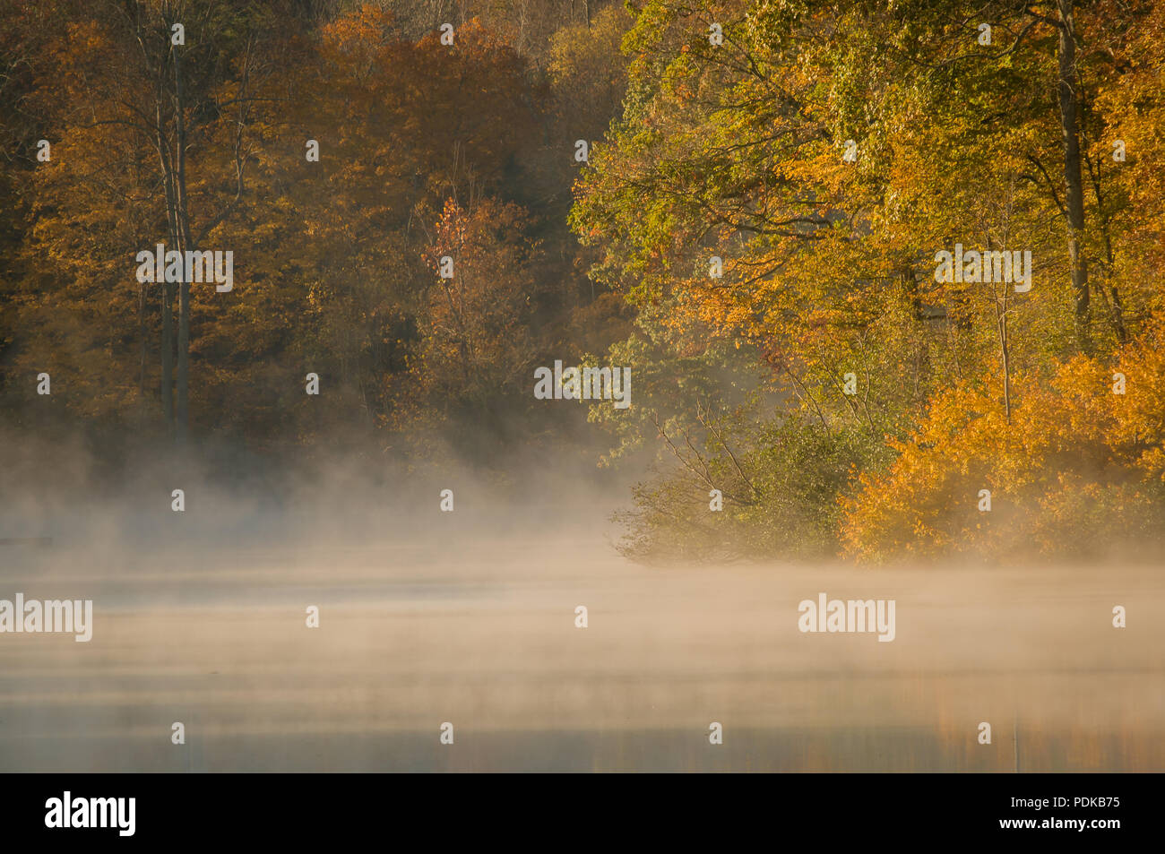 Bäume im Herbst, Nebel, See Woodhaven, Montgomery Bell State Park, TN Stockfoto