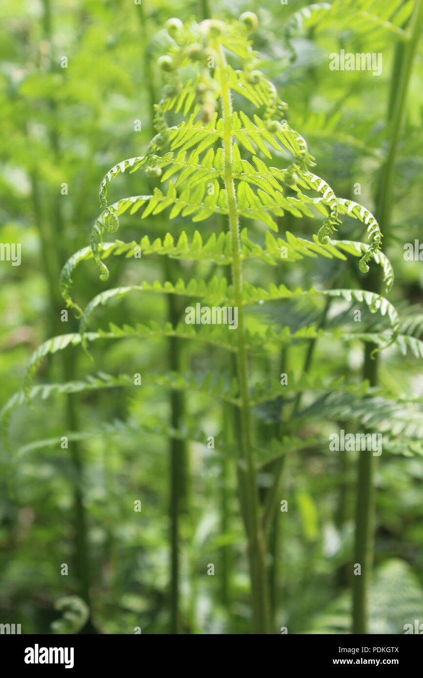 Frischen grünen Farnblätter in einem britischen Woodland Stockfoto