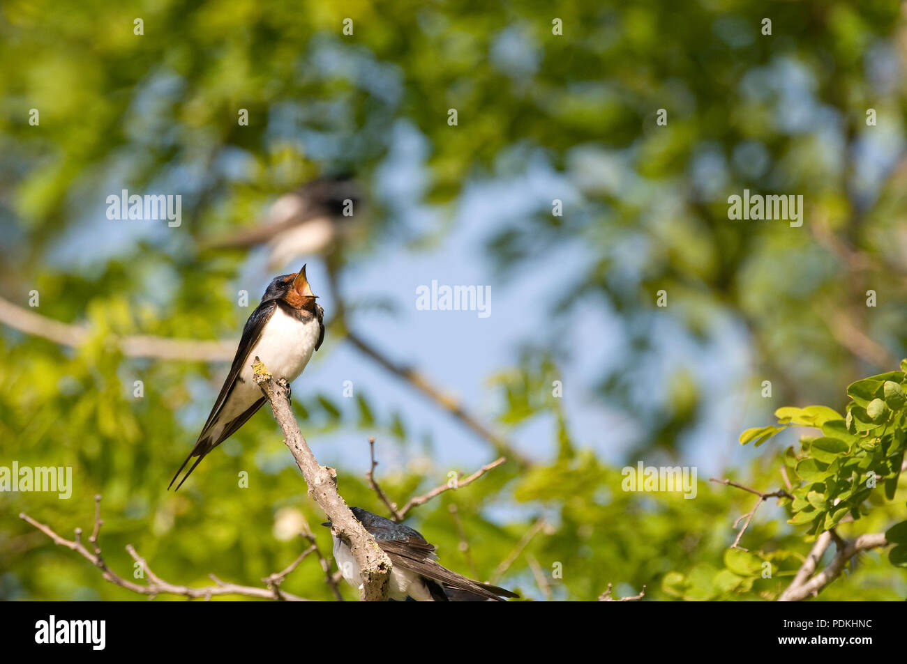 Hirondelle rustique - schlucken - Hirundo Rustica Stockfoto