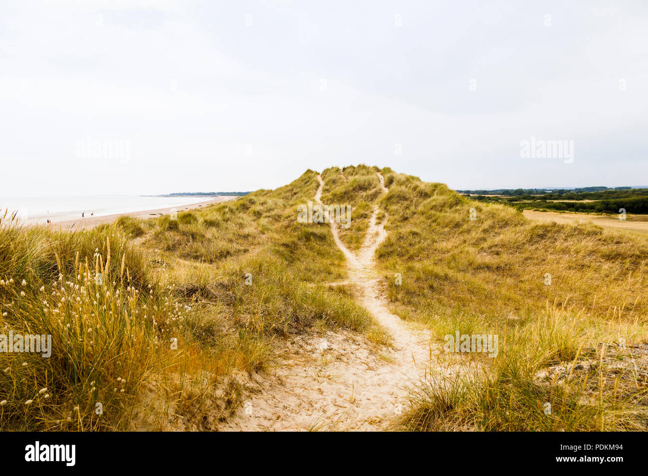 West Beach Sanddünen in der climping Strand SSSI lokale Naturschutzgebiet, Littlehampton, einem kleinen Ferienort an der Südküste West Sussex, UK im Sommer Stockfoto