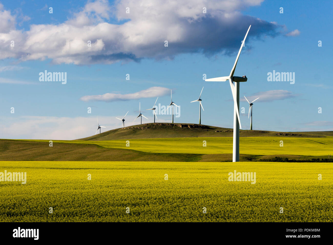 Windenergieanlagen Energieerzeugung im Rapsfeld in der Nähe von Pincher Creek, Alberta, Kanada. Stockfoto