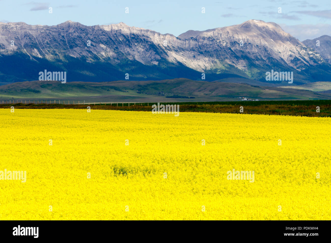 Anzeigen eines gelben Rapsfeld in Blüte mit der Kanadischen Rockies im Hintergrund in der Nähe von Pincher Creek, Alberta, Kanada. Stockfoto