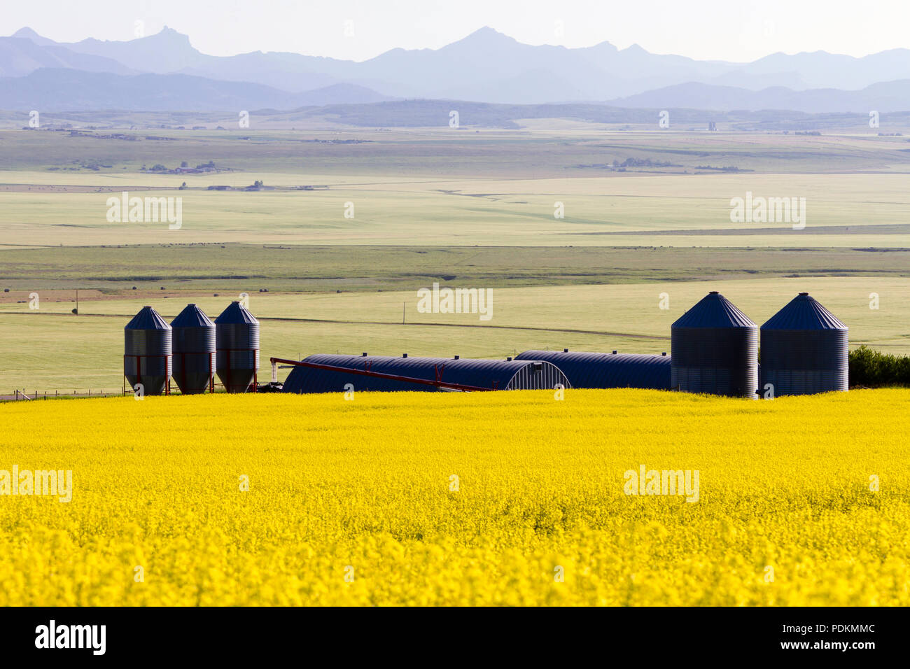 Getreidesilo und Raps in voller Blüte in einem ländlichen Prärielandschaft mit der Kanadischen Rockies im Hintergrund in der Nähe von Pincher Creek, Alberta, Canad Stockfoto