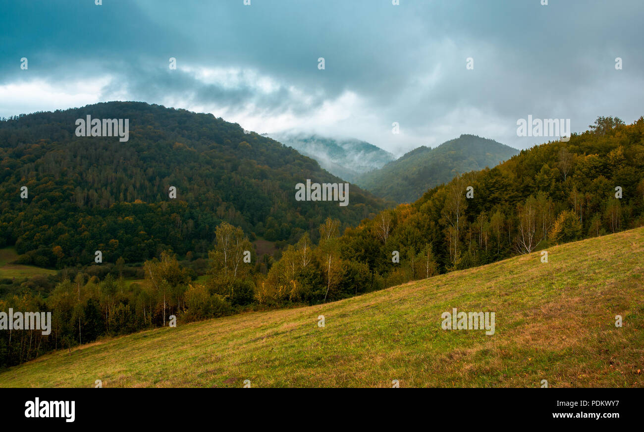 Wald auf dem grasbewachsenen Hügel. Moody Herbst Landschaft in Berg. bewölkt und neblig. Trendiges türkis Toning Stockfoto
