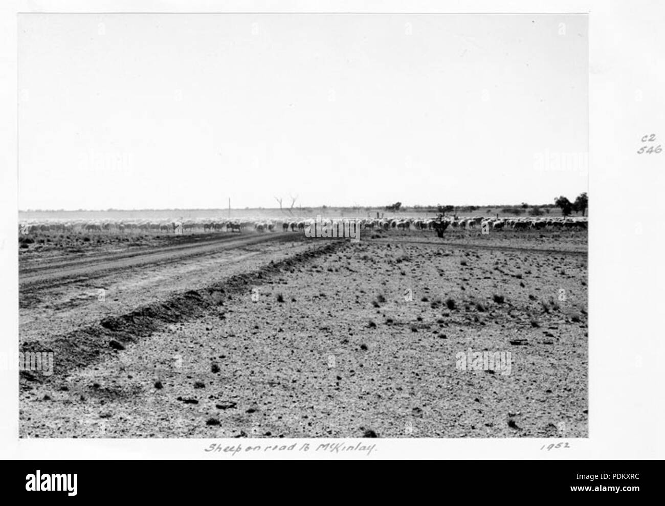 115 Queensland State Archive 4421 Schafe auf der Straße auf McKinlay 1952 Stockfoto