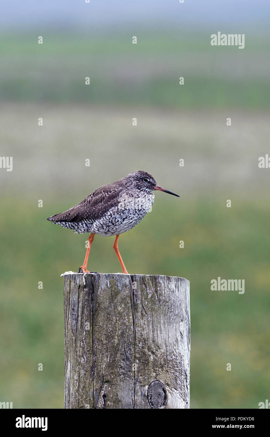 Rotschenkel Tringa totanus;; Post; Clachan Sands; North Uist, Schottland Stockfoto