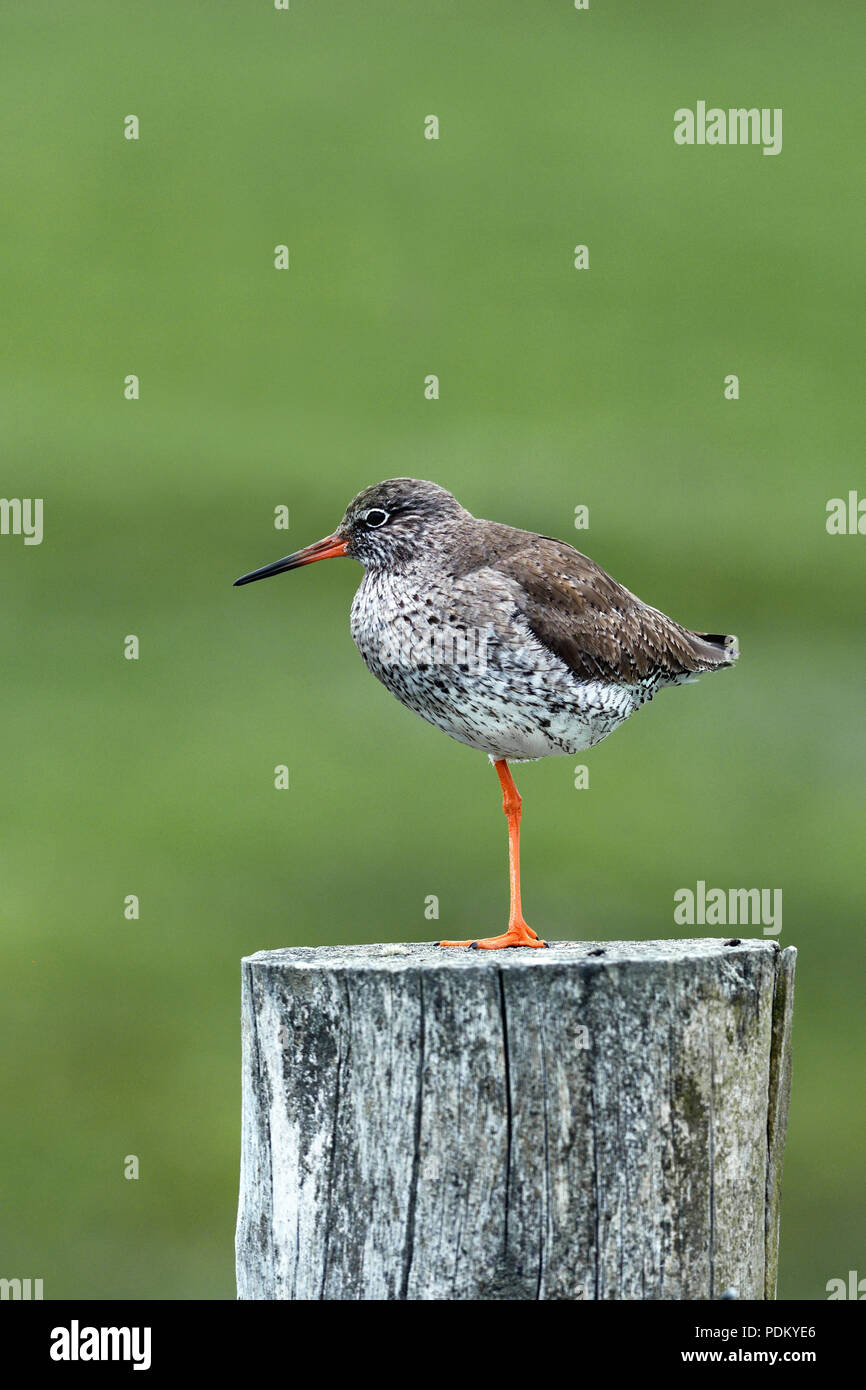 Rotschenkel Tringa totanus;; Post; Clachan Sands; North Uist, Schottland Stockfoto