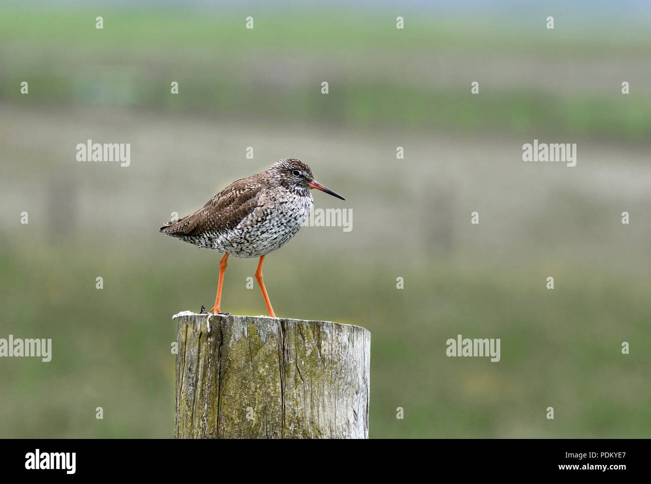 Rotschenkel Tringa totanus;; Clachan Sands; North Uist, Schottland Stockfoto
