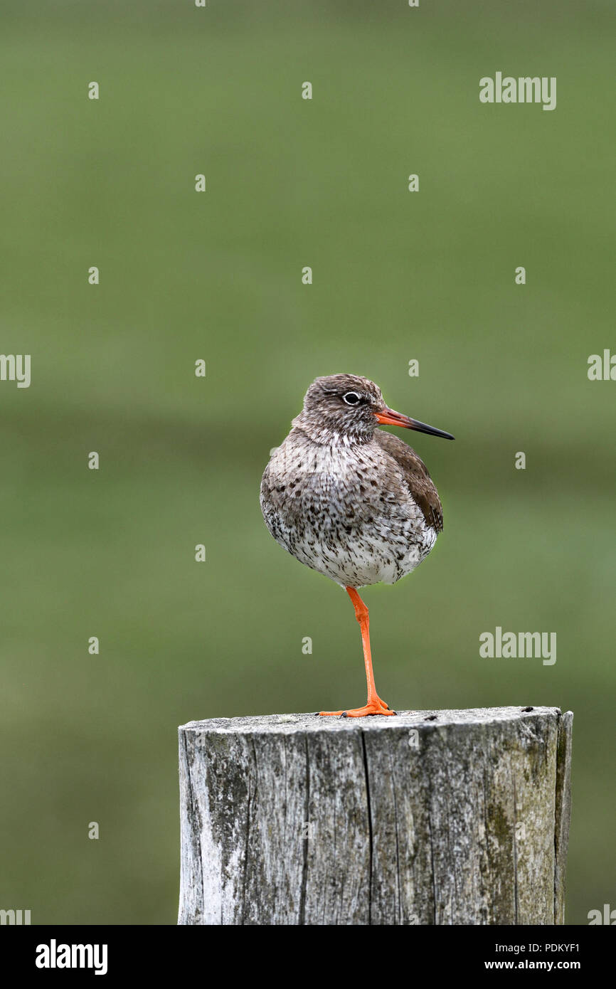 Rotschenkel Tringa totanus;; Clachan Sands; North Uist, Schottland Stockfoto