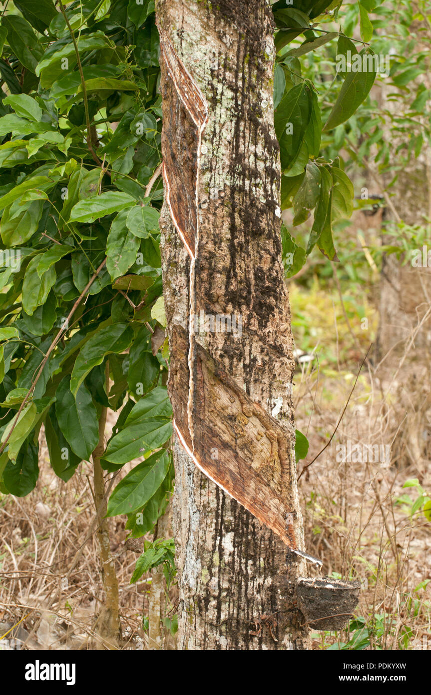 Ernte Gummi - Hevea brasiliensis - Thailand - Récolte du Latex sur hévéa Stockfoto