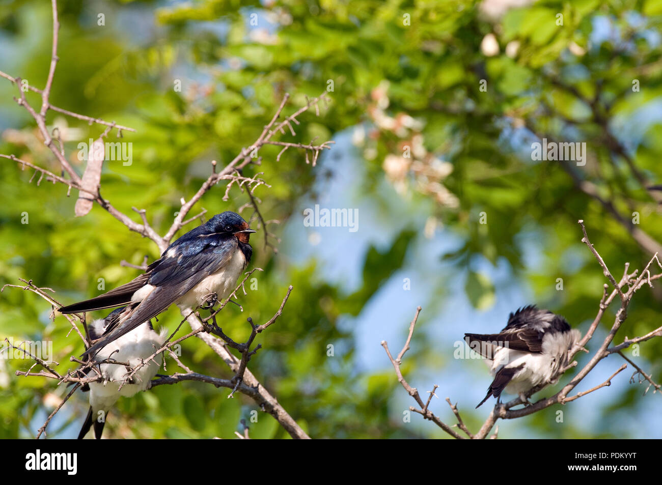 Hirondelle rustique - schlucken - Hirundo Rustica Stockfoto