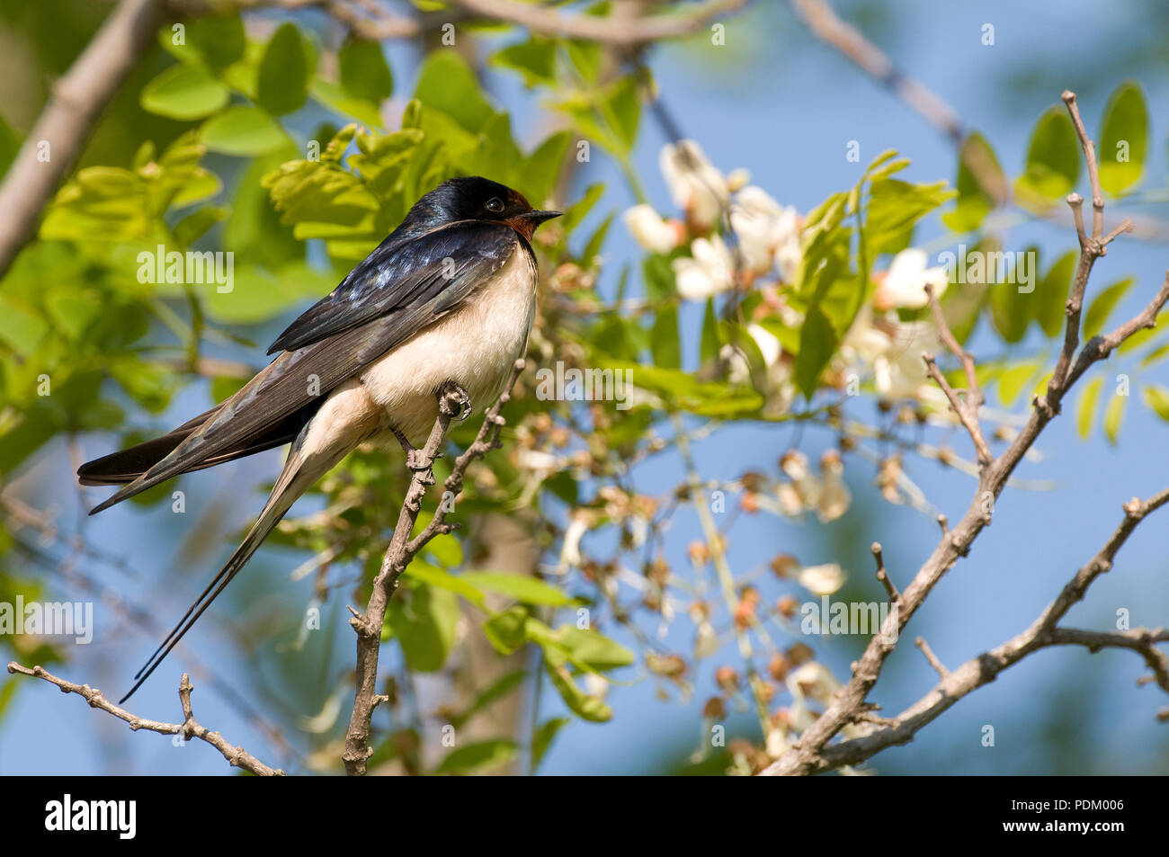 Hirondelle rustique - schlucken - Hirundo Rustica Stockfoto