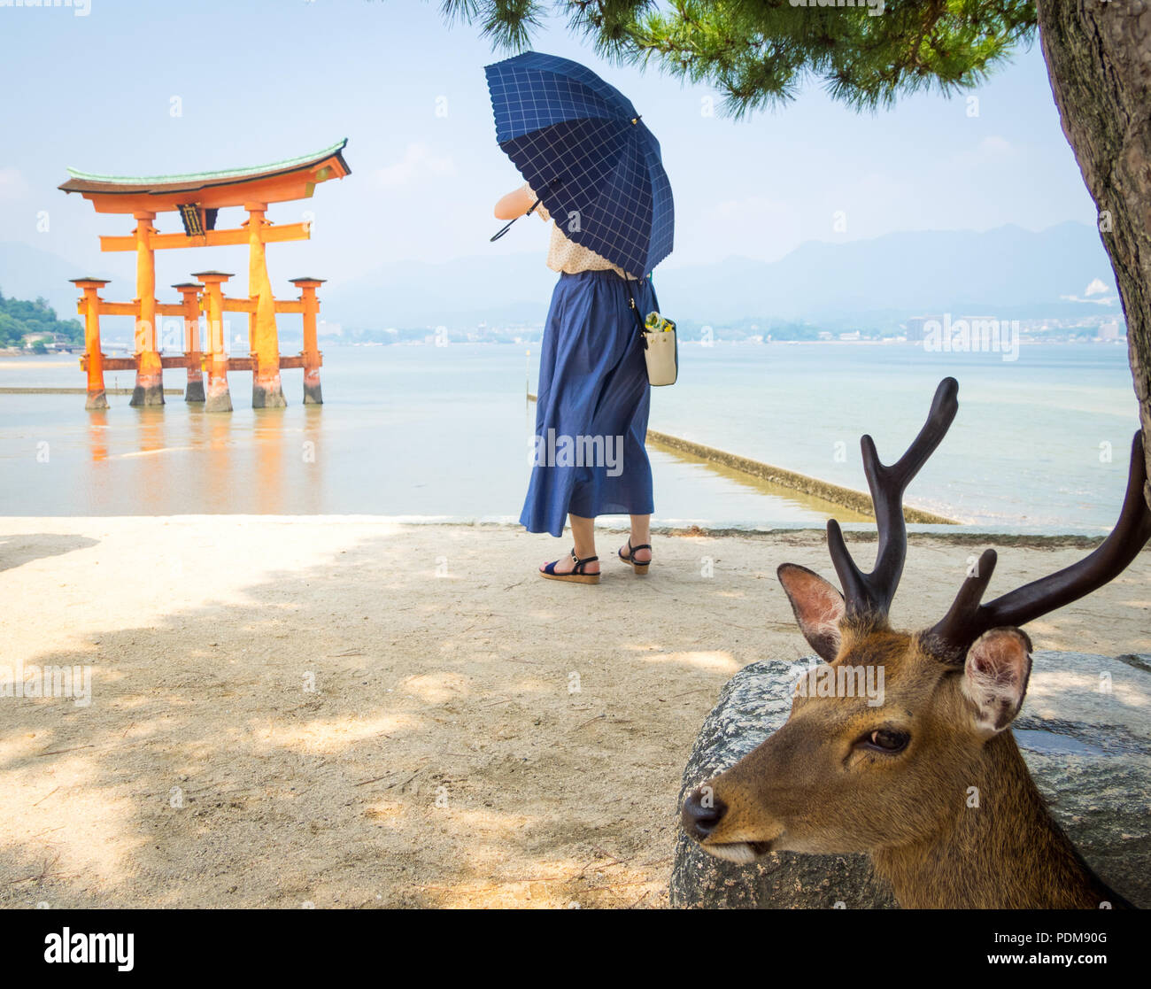 Ein männlicher Sika Hirsch (Cervus Nippon) vor der schwimmende torii Tor an den Itsukushima-Schrein auf der Insel Miyajima, Präfektur Hiroshima, Japan. Stockfoto