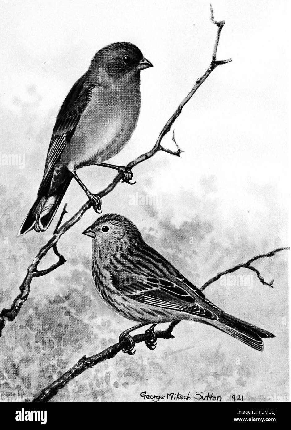 1 Catamenia alpica Analis Stockfoto