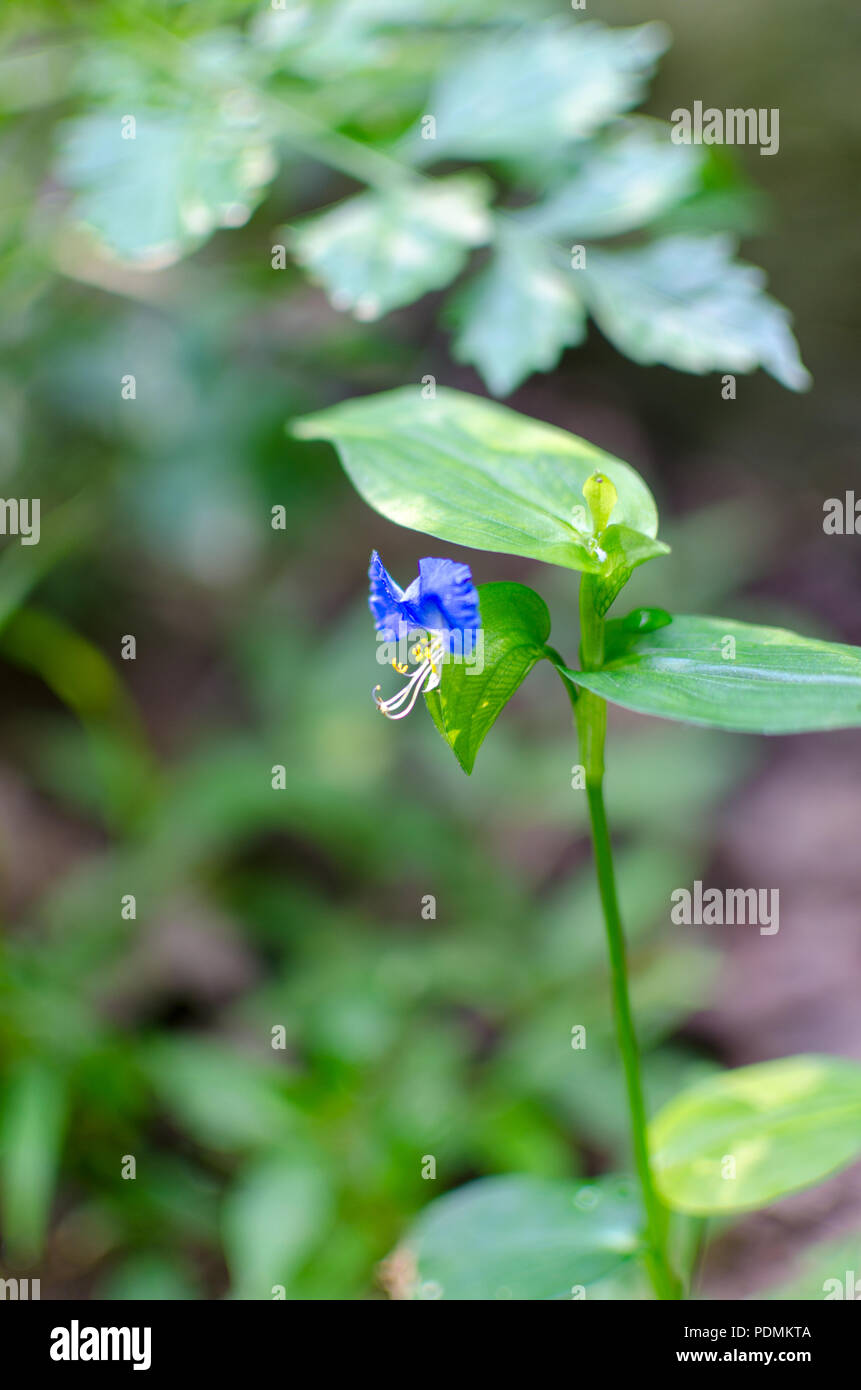 Kleine blaue Wildblume im Park in Pittsburgh Stockfoto