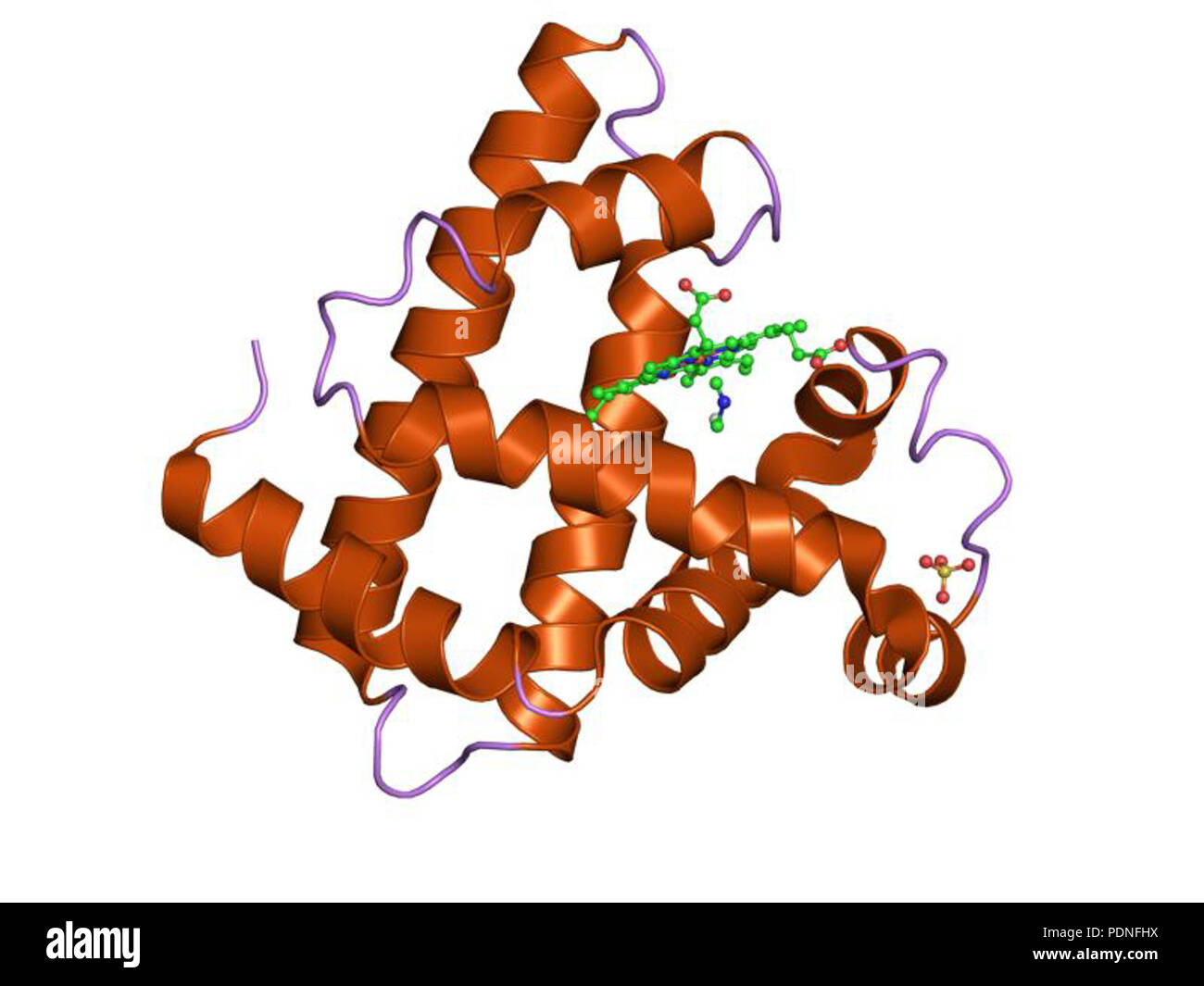 215 HVE 2 mya EBI Stockfoto
