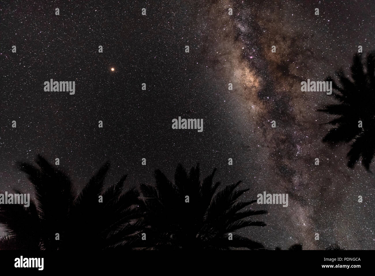 Nach oben in den Nachthimmel durch drei Chilenische Palmen mit Blick auf die Milchstraße und Mars. Stockfoto