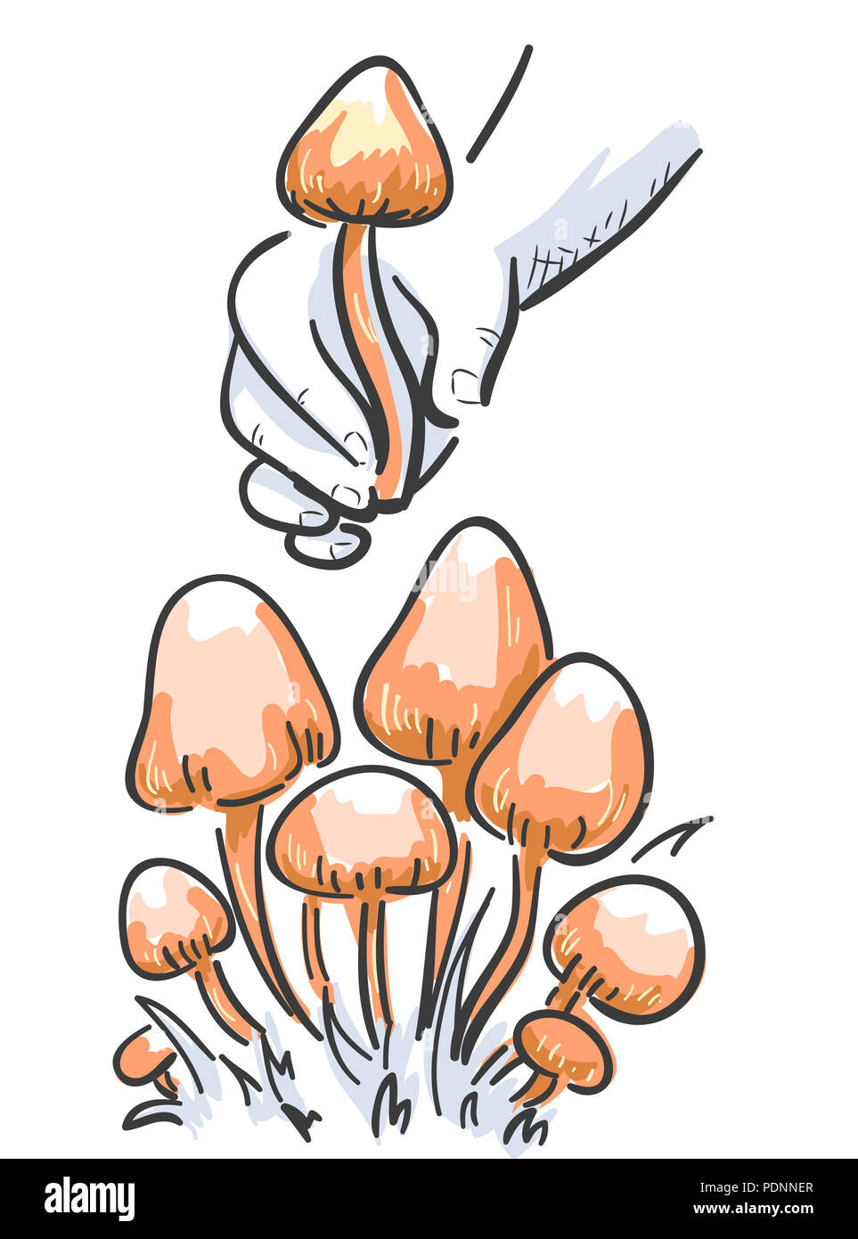 Abbildung: eine Hand die Ernte eines Magic Mushroom Stockfoto