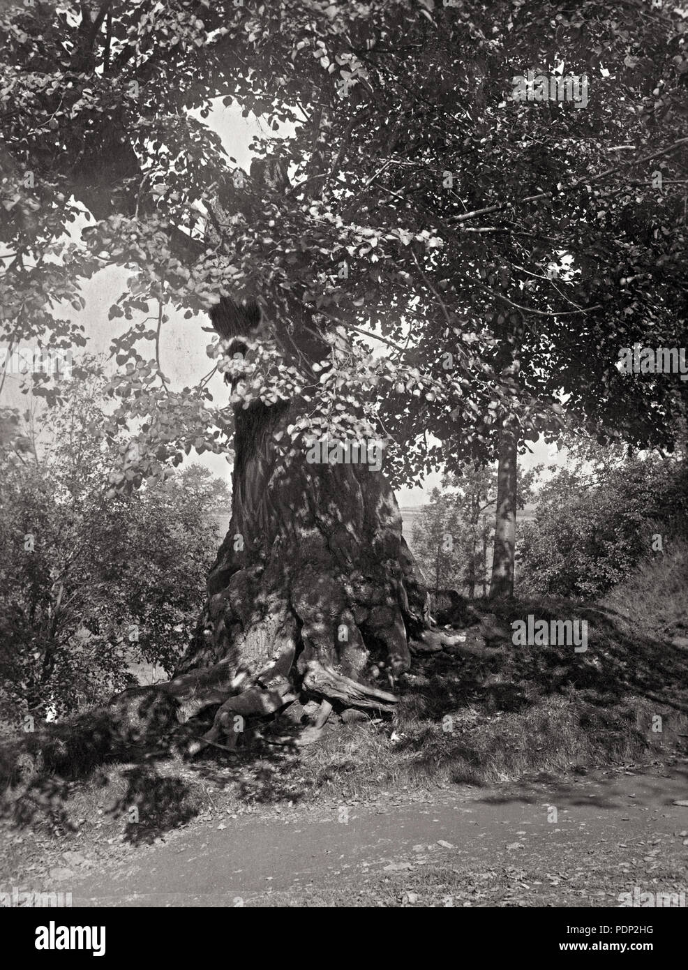 373 Výprachtická lípa 193 x Stockfoto