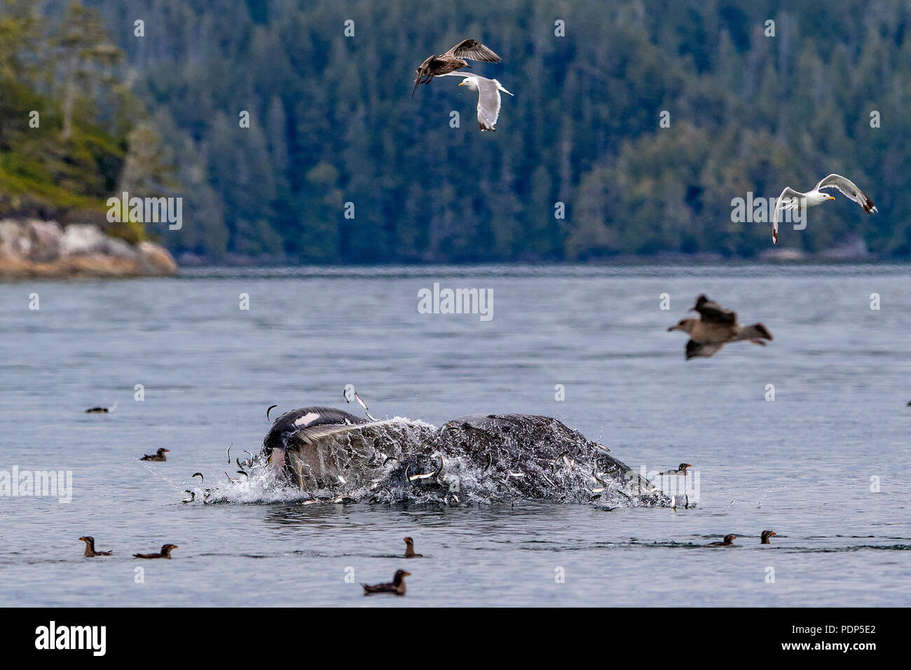 Buckelwale (Megaptera novaengliae) Ausfallschritt Fütterung in der Broughton Archipel, erste Nationen Gebiet, British Columbia, Kanada. Stockfoto