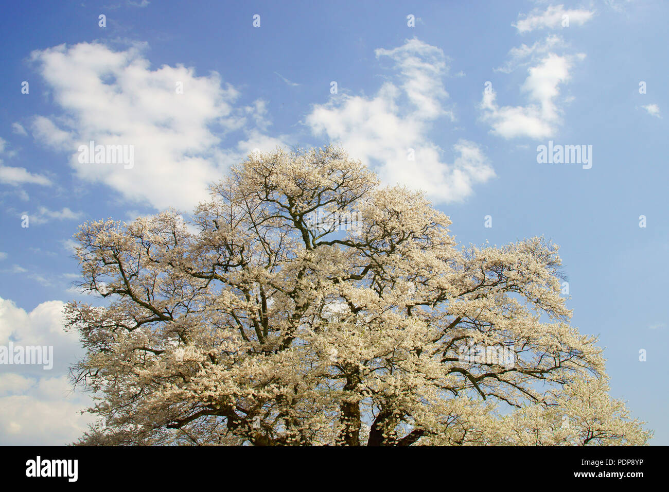 Daigozakura (Baum der Kirschblüten), Okayama Präfektur, Japan Stockfoto