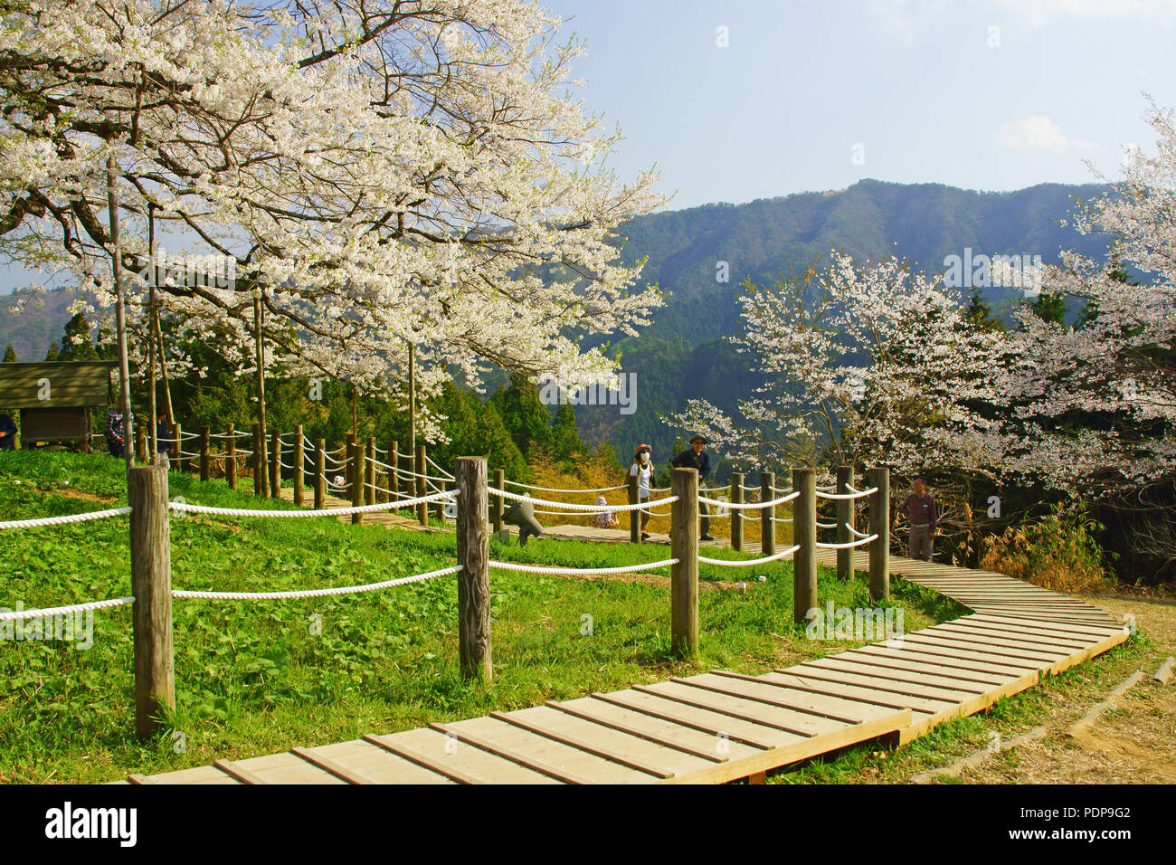 Daigozakura (Baum der Kirschblüten), Okayama Präfektur, Japan Stockfoto