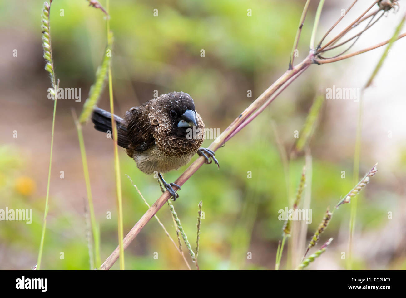 White-rumped Munia (Lonchura Striata) ist Race ubsquamicollis' Stockfoto