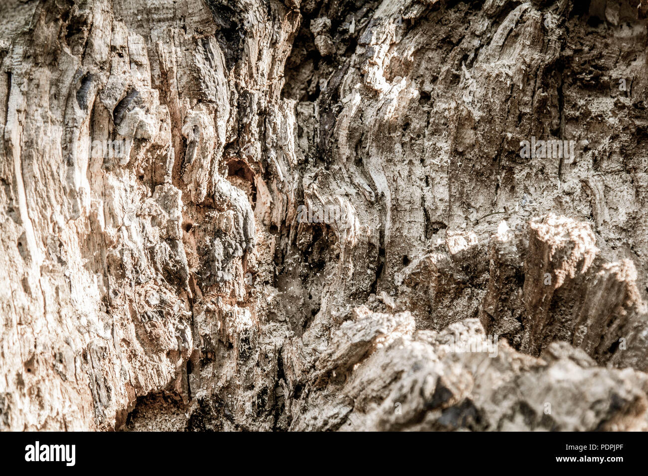 Hintergrund der natürlichen Holz, alten Baumstumpf Hintergrund Stockfoto