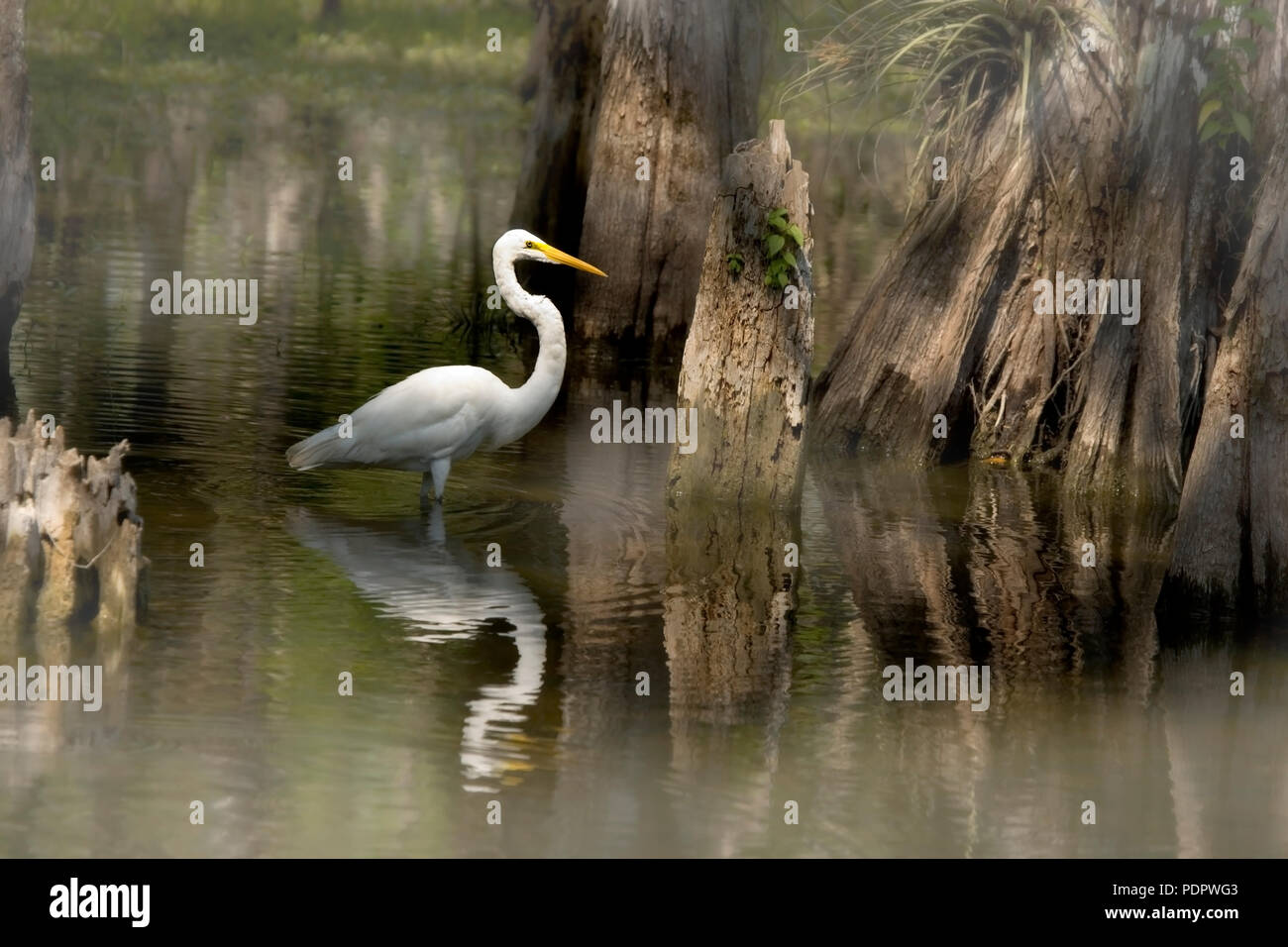 White Egret posiert in Florida Stockfoto