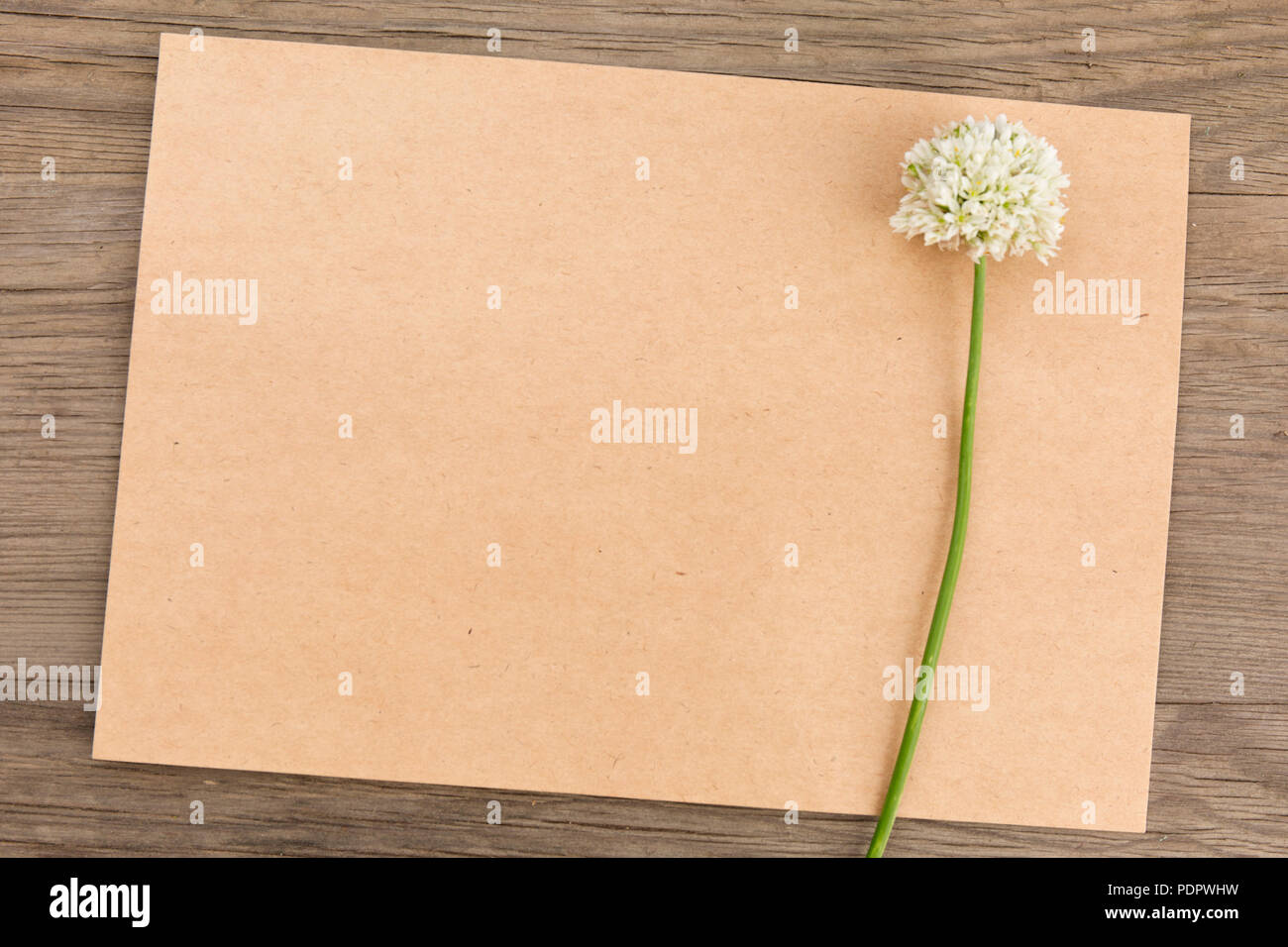Wilder Knoblauch weiße Blüten mit Handwerk Papier leer in alten grunge Holz- Hintergrund. Ansicht von oben. Minimalistischer mockup. Stockfoto