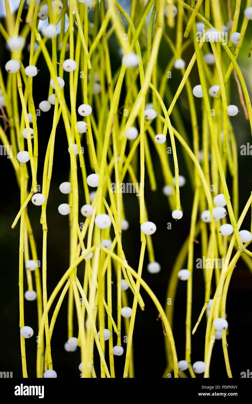 Diese Orchidee hat eine sehr geringe Tiefenschärfe, aber der Schwerpunkt ist scharf Stockfoto