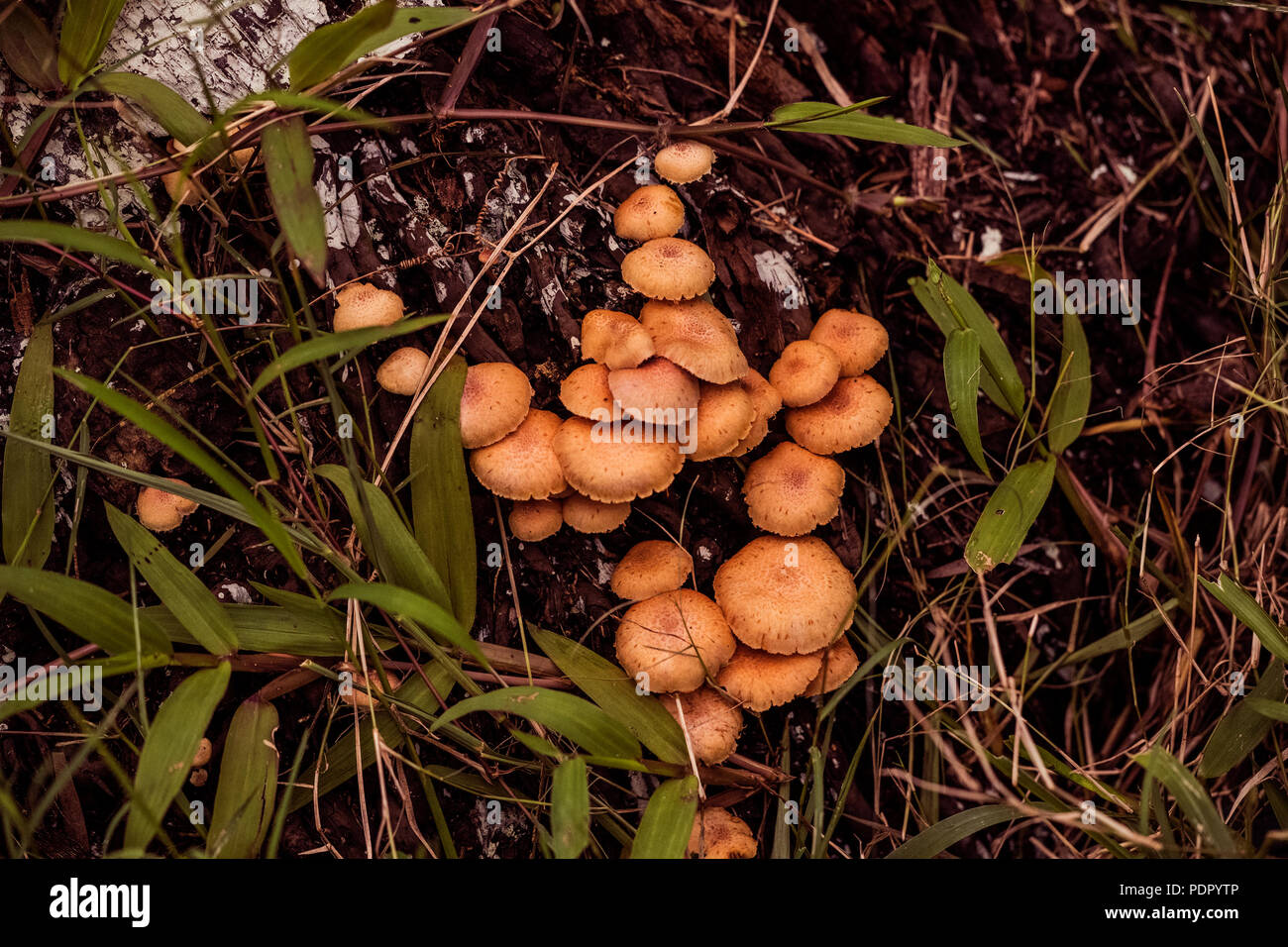 Gelber Pilz, entstanden, Monsunregen, Salt Lake Park, Kolkata, Indien. Stockfoto