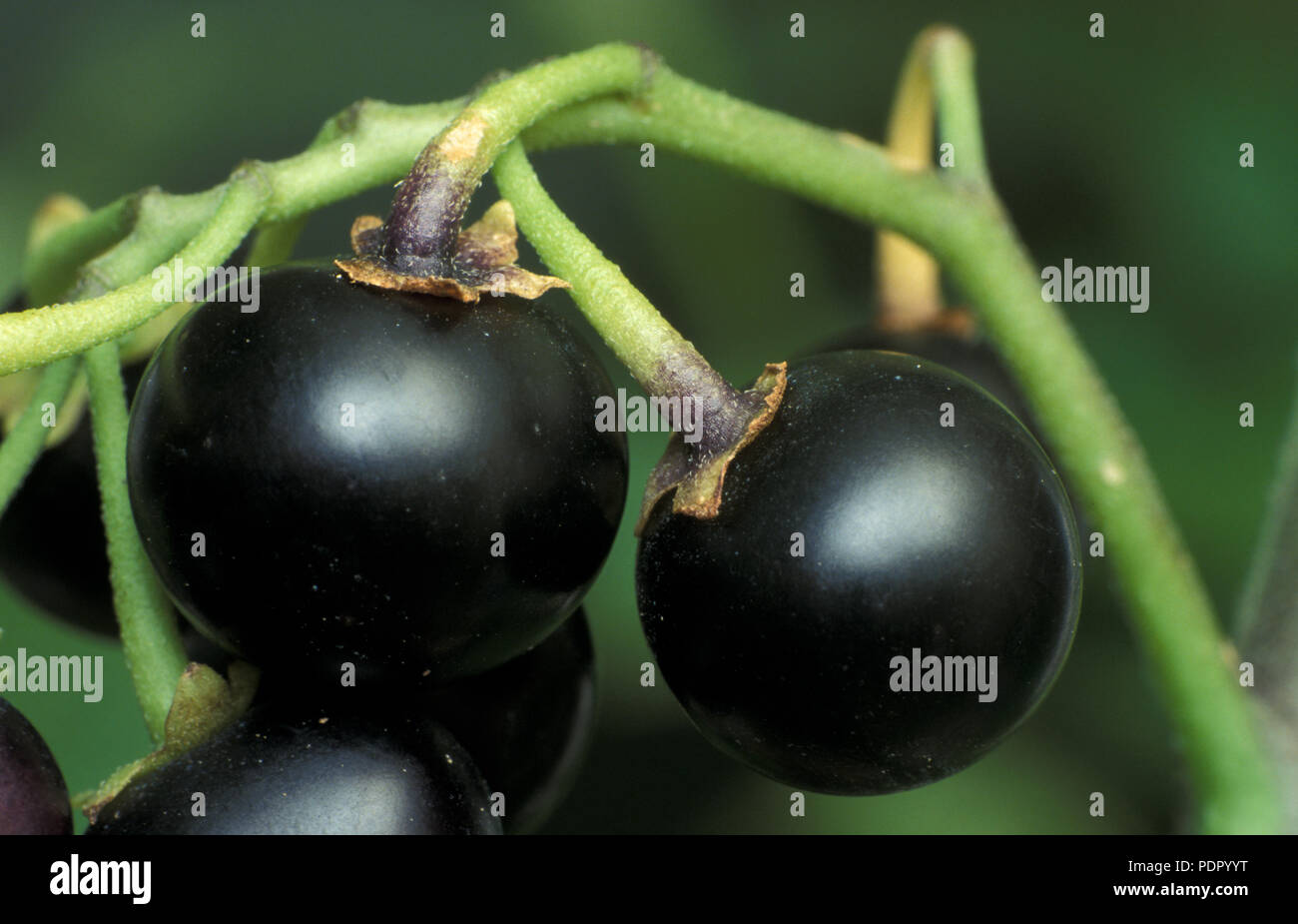 Black huckleberry Fotos und Bildmaterial in hoher Auflösung Alamy