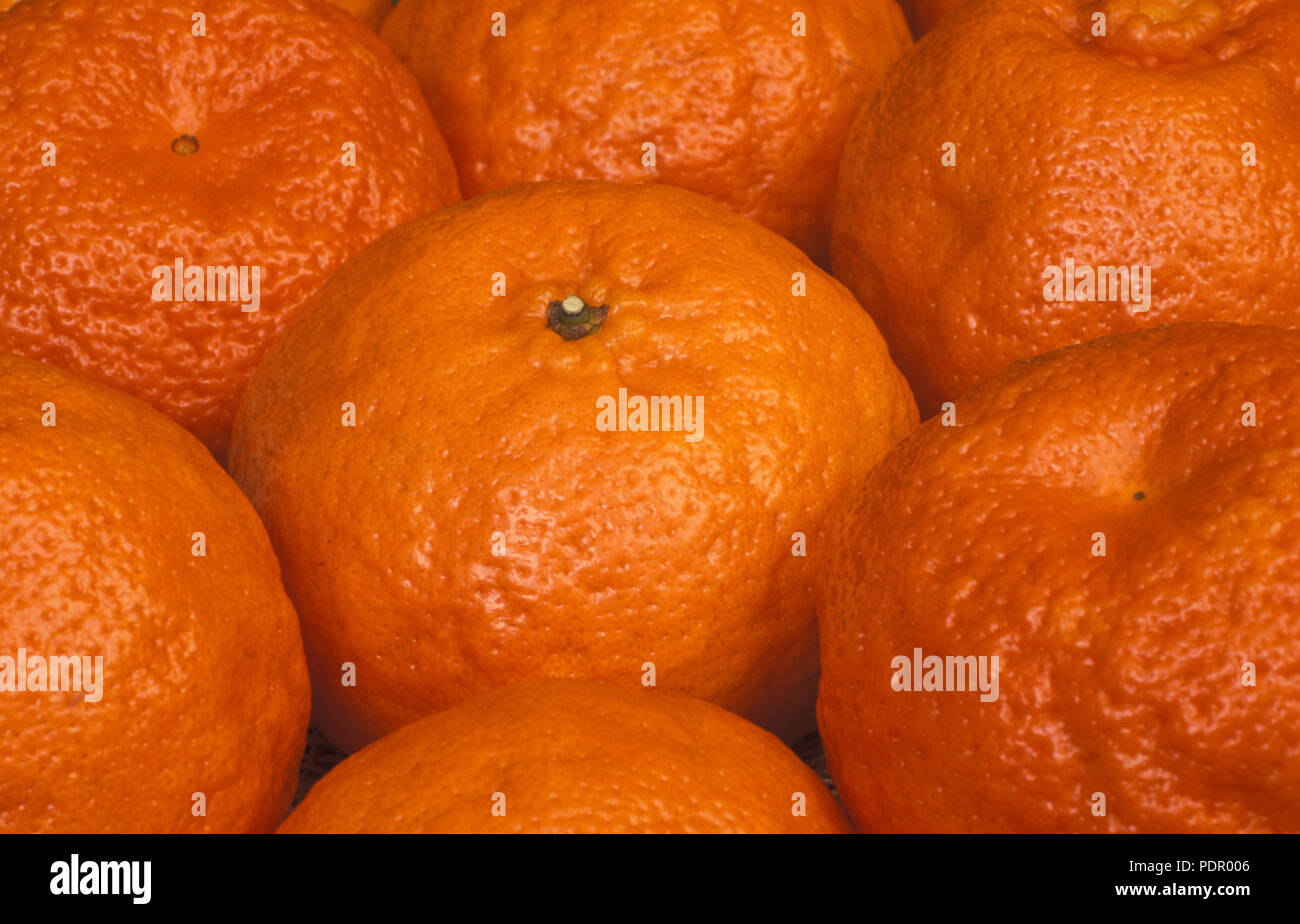 GEERNTETEN MANDARINE (CITRUS RETICULATA) Stockfoto