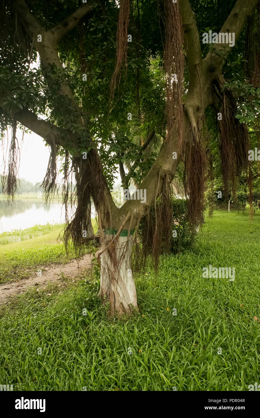 Indische, Banyan Tree, Wurzeln, Hängen, Salt Lake, Monsunklima, Kolkata, Indien. Stockfoto