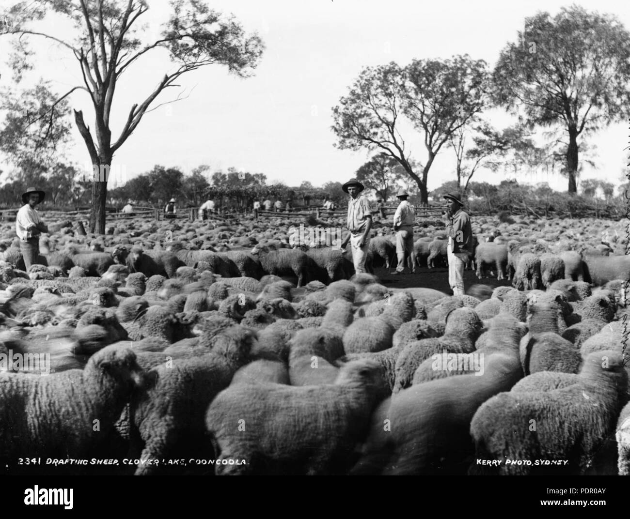 41 Ausarbeitung Schafe, Klee See, Cooncoola (3594410262) Stockfoto