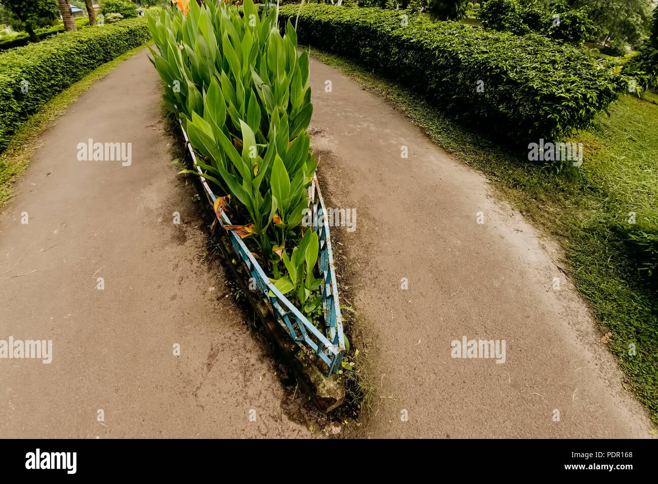 Natur, Kabelbruch im Monsunregen, Grün, Umwelt, Zeilen, Pflanzen, Weg, Salzsee Park, Kolkata, Indien. Stockfoto