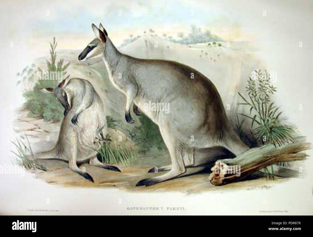 82 Macropus parryi Gould Stockfoto