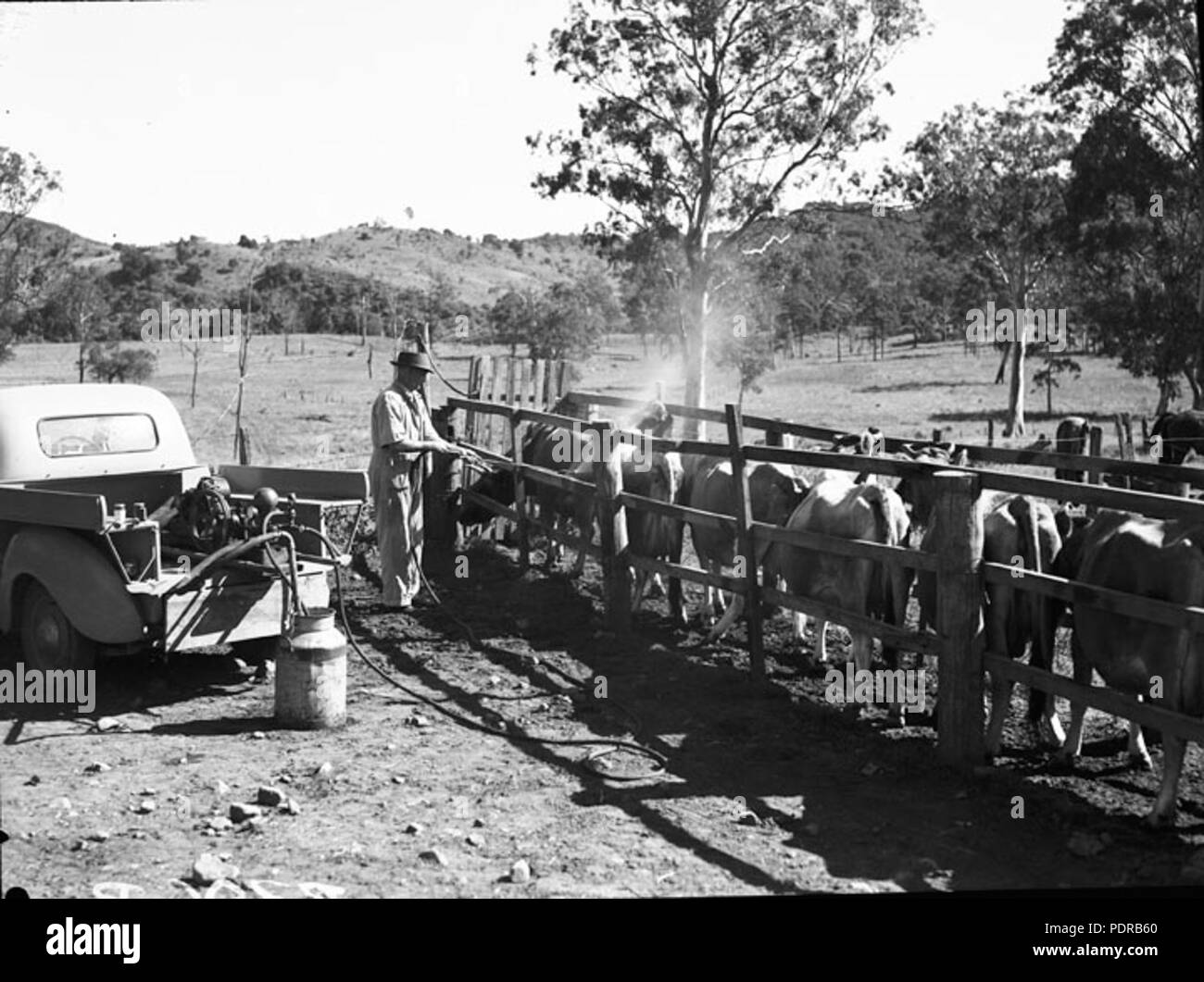103 Queensland State Archive 1672 Spritzen Rinder c 1950 Stockfoto