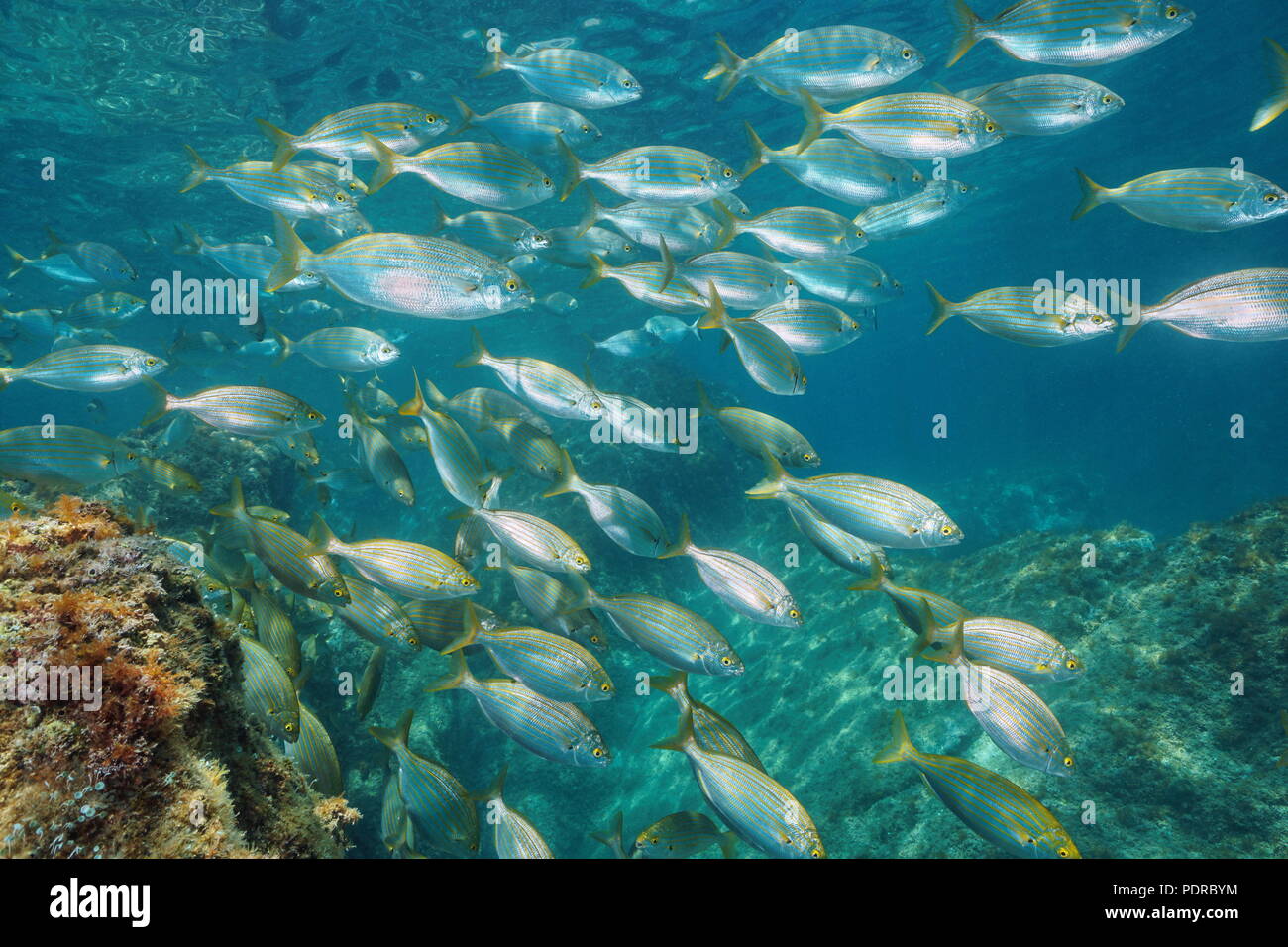 Unterwasser eine Schule der Fische im Mittelmeer (dreamfish, Sarpa salpa), Balearen, Formentera, Spanien Stockfoto