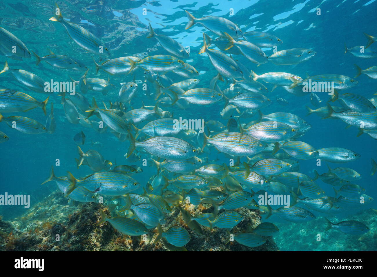 Eine Schule von Fischen unter Wasser im Mittelmeer (dreamfish, Sarpa salpa), Balearen, Ibiza, Spanien Stockfoto