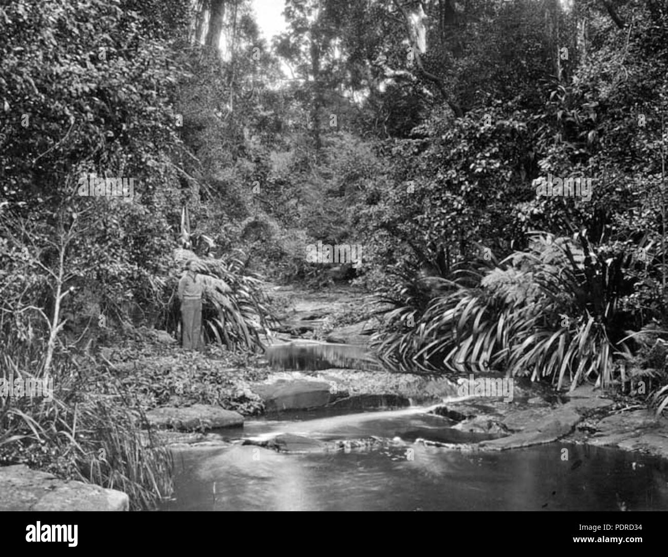 113 Queensland State archive 407 Morans Creek Lamington National Park Beaudesert Shire September 1933 Stockfoto