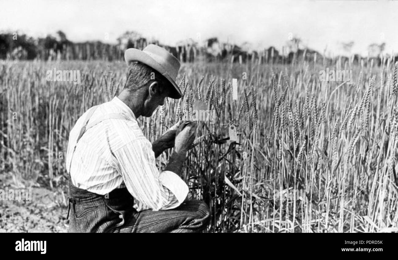 114 Queensland State Archive 4126 Herr RE Soutter State Farm Roma c 1934 Stockfoto