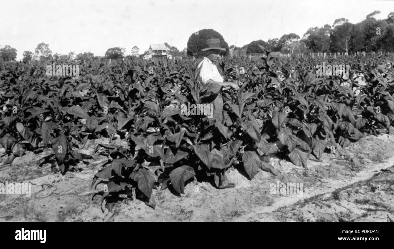114 Queensland State archive4243 wuchernde Tabak 1933 Stockfoto