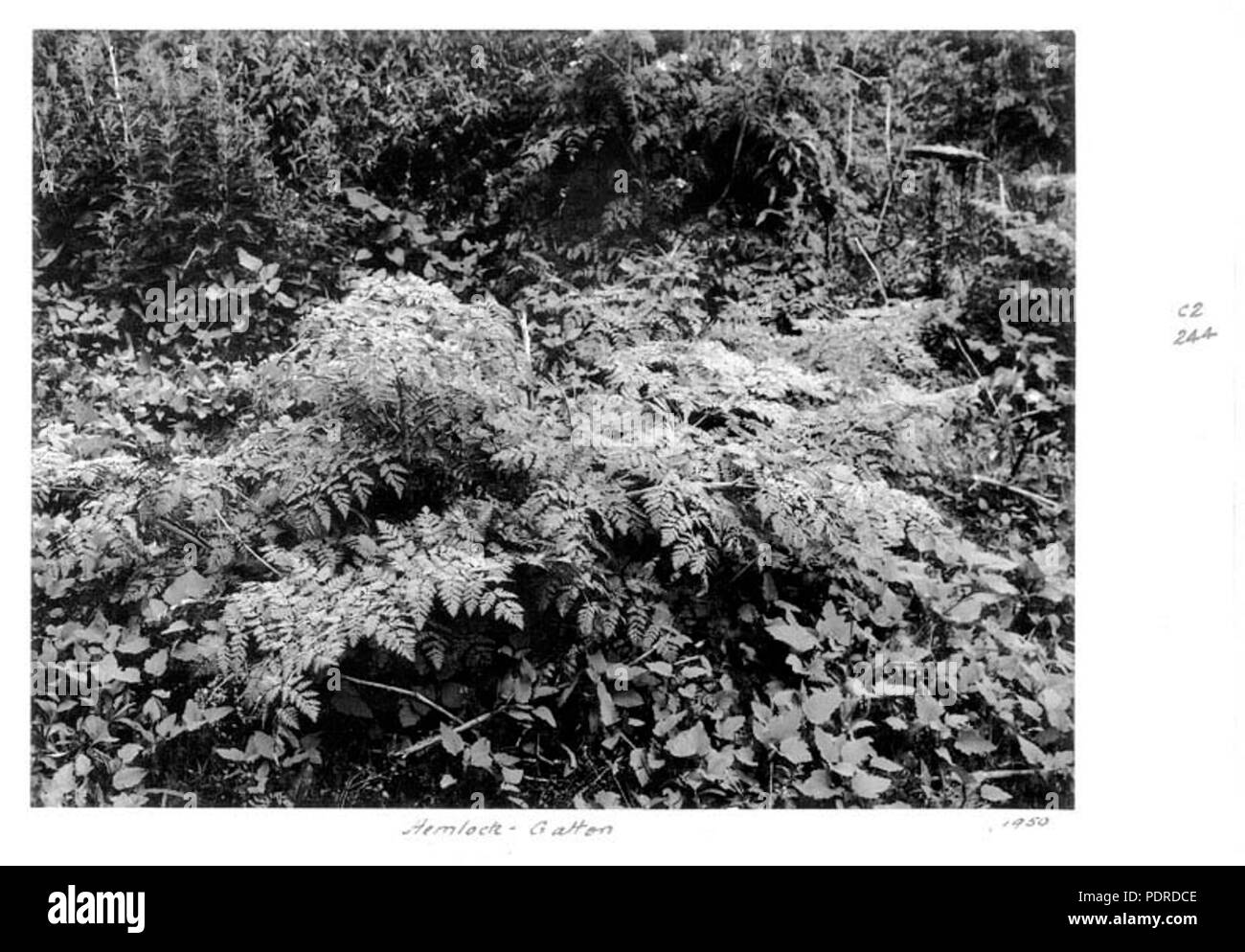114 Queensland State Archive 4281 Hemlock anlage Gatton 1950 Stockfoto
