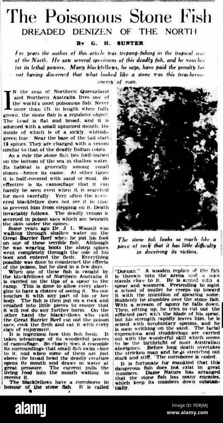 97 giftiger Steinfisch Artikel 1936 Stockfoto